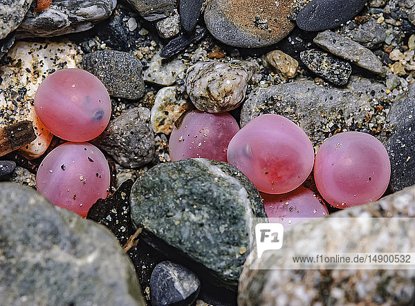 Unterwasser-Nahaufnahme von Eiern des Sockeye-Lachses; Alaska  Vereinigte Staaten von Amerika