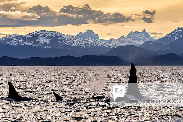 Orca whale (Orcinus orca) pod in Lynn Canal at sunset with Eagle Glacier and Coast Range in the background Southeast Alaska; Alaska United States of America