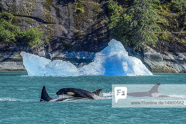 Orcas (Orcinus orca)  auch bekannt als Killerwale  tauchen in der Inside Passage mit einem Eisberg entlang der Küste auf  Tracy Arm National Monument Wilderness  Tongass National Forest; Alaska  Vereinigte Staaten von Amerika