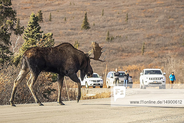A bull moose (Alces alces) crosses the Park Road in autumn in Denali National Park and Preserve as tourists watch in the background  Interior Alaska; Alaska  United States of America