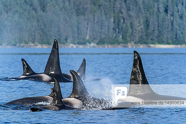 Orcas (Orcinus orca)  auch bekannt als Killerwale  tauchen in der Chatham Strait  Inside Passage  Alaska  Vereinigte Staaten von Amerika auf