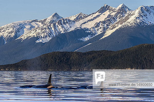 Orcas (Orcinus orca)  auch bekannt als Killerwale  tauchen im Lynn Canal  Inside Passage  auf; Juneau  Alaska  Vereinigte Staaten von Amerika