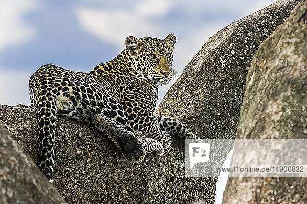 Leopard (Panthera pardus) im Mashatu-Wildreservat; Botswana