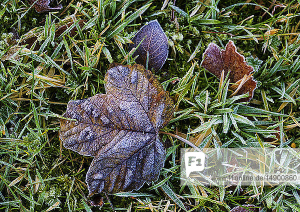 Frostige Herbstblätter auf dem Gras; Northumberland  England