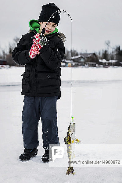 Ein kleiner Junge fängt beim Eisfischen auf dem Wabamum-See während eines Familienausflugs im Winter einen Walleye; Wabamun  Alberta  Kanada