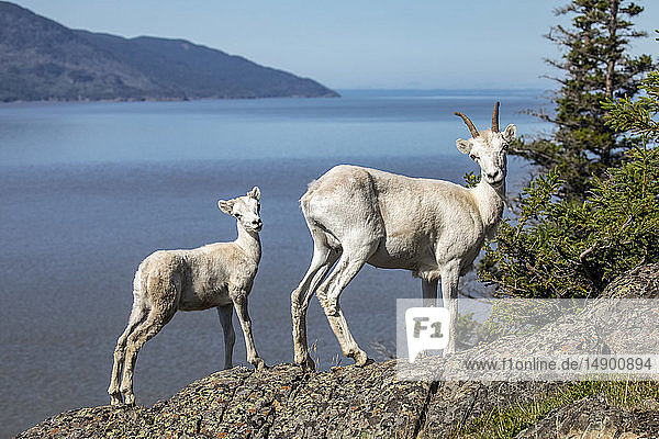 Dall sheep (Ovis dalli) ewe and lamb look at photographer from a rocky ledge overlooking Turnagain Arm in summer outside Anchorage South-central Alaska; Alaska United States of America