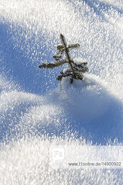 Nahaufnahme eines kleinen immergrünen Baums in einer einzigartigen  spitzen  frostigen Schneedecke; Kananaskis Country  Alberta  Kanada