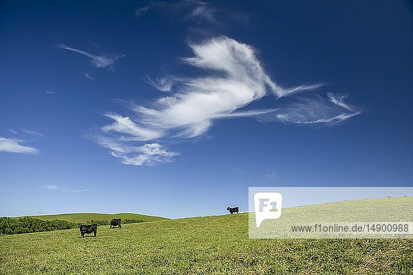 Cattle on pasture land at Parker Ranch on Kohala Mountain; Island of Hawaii  Hawaii  United States of America