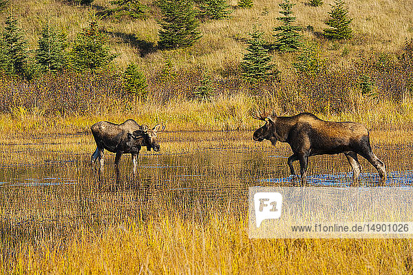 Two bull moose (Alces alces) are seen standing in a pond foraging for food off the Coastal Trail in Kincade Park on a sunny  spring day  South-central Alaska; Anchorage  Alaska  United States of America