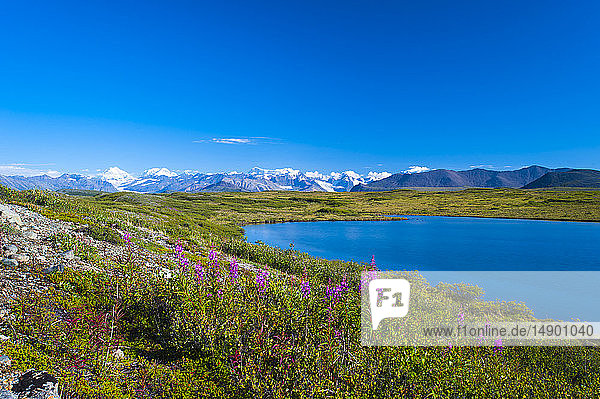 Die Alaska Range  gesehen vom McLaren Ridge Trail am Alaska Highway an einem sonnigen Sommertag in Süd-Zentral-Alaska; Alaska  Vereinigte Staaten von Amerika