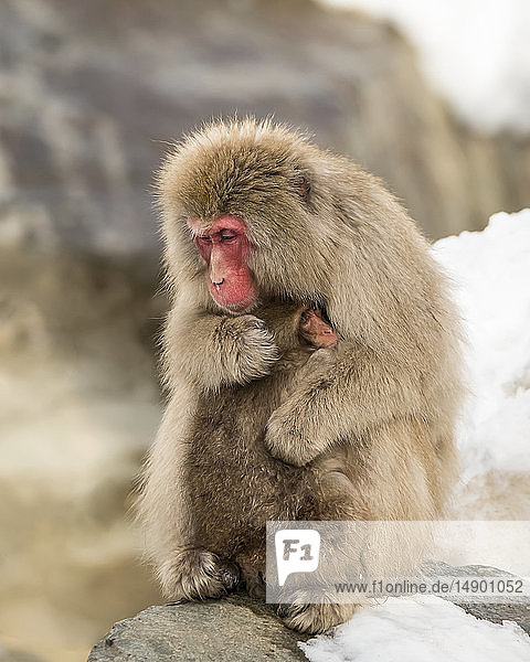 Schneeaffe (Macaca fuscata)  auch bekannt als Japanischer Makake  hält sein Baby in einer liebevollen Umarmung  um es warm zu halten; Nagano  Japan