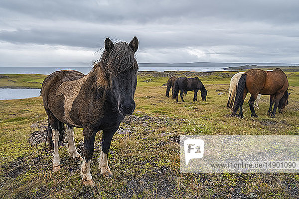 Islandpferde in der rauen Landschaft; Island