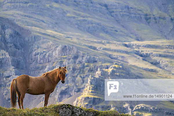 Braunes Islandpferd auf einer Wiese mit einem Berg im Hintergrund; Island