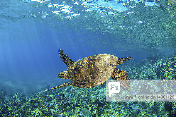 Hawaiianische Grüne Meeresschildkröte (Chelonia mydas) schwimmt in klarem  blauem Wasser; Makena  Maui  Hawaii  Vereinigte Staaten von Amerika