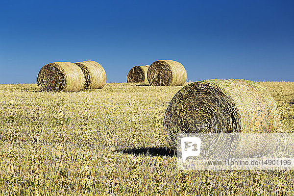 Several hay bales in a cut field with blue sky  West of Calgary; Alberta  Canada
