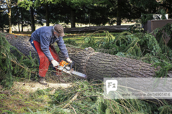 Holzfäller schneidet eine große Douglasie in Holzstücke; Olympia  Washington  Vereinigte Staaten von Amerika