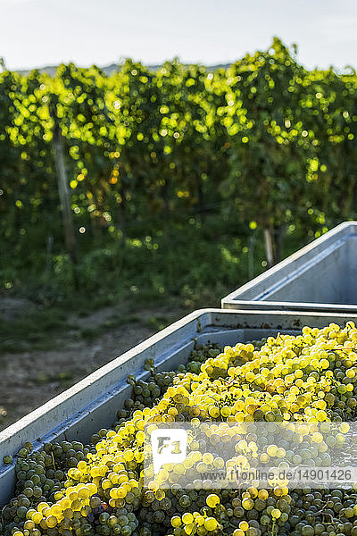 Weiße Trauben in einem Behälter mit einem Weinberg im Hintergrund; Bernkastel-Kues  Deutschland