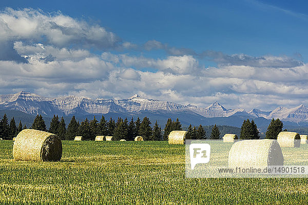 Hay bales in a green field with mountain range  blue sky and clouds in the background  West of High River; Alberta  Canada