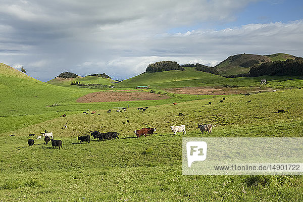 Cows grazing in a pasture on Parker Ranch  Kohala Mountain  North Kohala; Island of Hawaii  Hawaii  United States of America