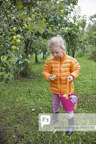 A young girl wearing an orange jacket holds a bag while inspecting a freshly picked apple from a nearby tree branch  South-central Alaska; Anchorage  Alaska  United States of America