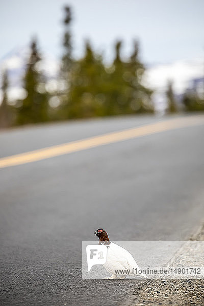 Ein männliches Moorschneehuhn stolziert während der Paarungszeit im Frühjahr entlang der Parkstraße im Denali National Park and Preserve. Der Vogel wechselt gerade sein Sommergefieder; Alaska  Vereinigte Staaten von Amerika