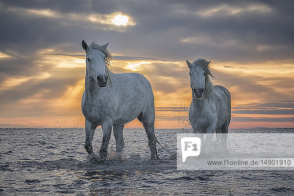 Weiße Pferde der Camargue  die im Wasser spazieren gehen; Camargue  Frankreich