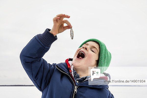 Young boy pretending to eat a baitfish minnow while ice fishing at Wabamun Lake; Wabamun  Alberta Canada