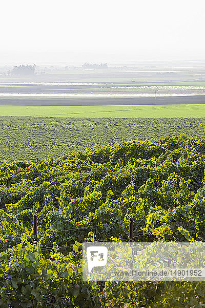 Weinreben (Vitis) auf einem Hügel mit Nebel über den Feldern in der Ferne; Gonzales  Kalifornien  Vereinigte Staaten von Amerika