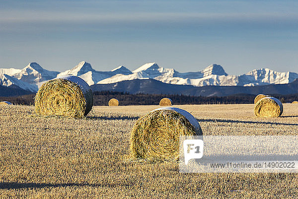 Snow-covered hay bales in a stubble field with snow-covered mountains and foothills in the background with clouds and blue sky  West of Calgary; Alberta  Canada