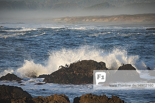 Wellen brechen an mit Seepalmen bewachsenen Felsen am Laguna Point  MacKerricher State Park and Marine Conservation Area bei Cleone in Nordkalifornien; Cleone  Kalifornien  Vereinigte Staaten von Amerika