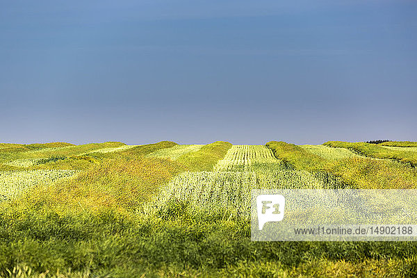 Green cut canola field in rows with stubble and blue sky in background; Beiseker  Alberta  Canada