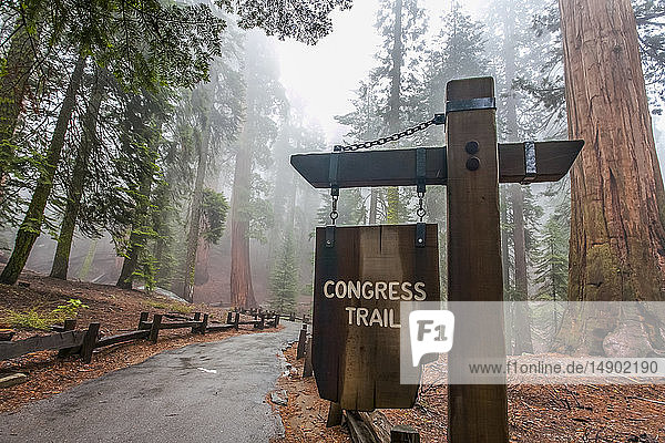 Congress Trail in Richtung General Sherman  Sequoia National Park; Visalia  Kalifornien  Vereinigte Staaten von Amerika