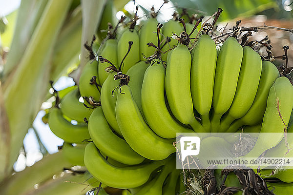 Cluster of unripe bananas on a tree; Huatulco  Oaxaca  Mexico