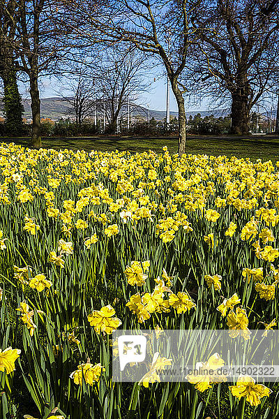 Blühende gelbe Narzissen im Frühling in Barnett's Park; Irland