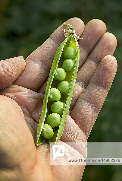 Nahaufnahme einer männlichen Hand  die eine geöffnete  mit Erbsen gefüllte grüne Erbsenschote hält; Erickson  Manitoba  Kanada