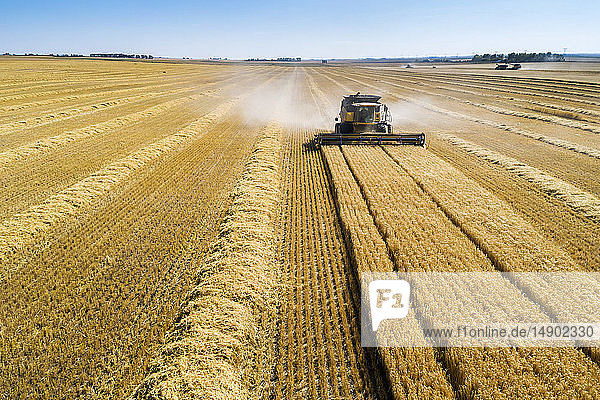 A combine harvesting a golden barley field with blue sky; Beiseker  Alberta  Canada