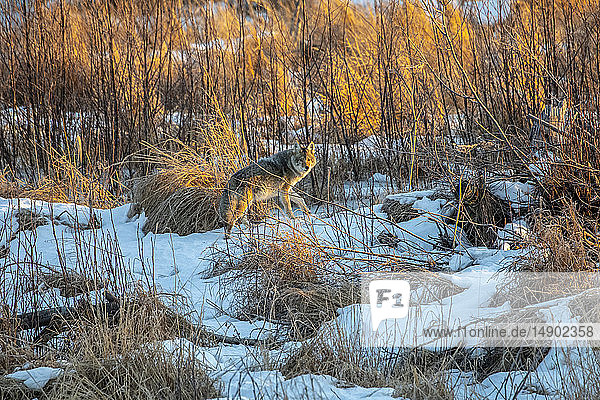 Ein Kojote (Canis latrans) streift durch die Potter Marsh in Anchorage  Alaska  auf der Suche nach Nahrung  Süd-Zentral-Alaska; Anchorage  Alaska  Vereinigte Staaten von Amerika
