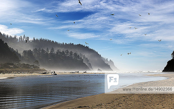 Vögel fliegen über das ruhige Wasser einer Bucht vor der Küste von Oregon; Oregon  Vereinigte Staaten von Amerika