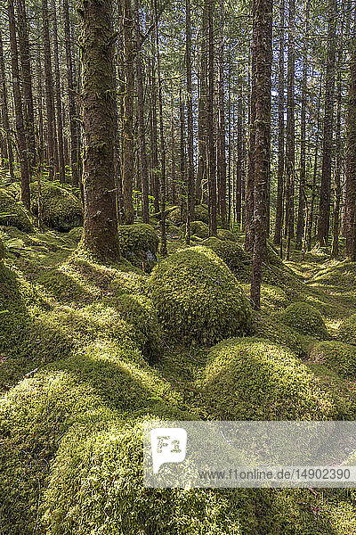 Alter Wald mit Sitka-Fichte (Picea sitchensis) und Hemlocktanne (Tsuga)  Tongass National Forest  Südost-Alaska; Alaska  Vereinigte Staaten von Amerika