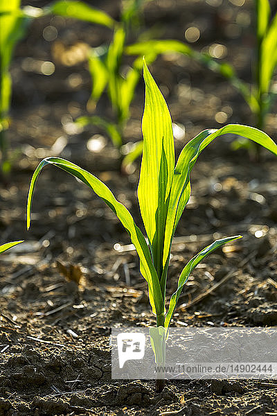 Nahaufnahme einer jungen Maispflanze in einem Feld; Vineland  Ontario  Kanada