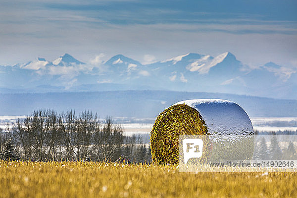 Snow-covered hay bale in a stubble field with snow-covered mountains and foothills in the background with clouds and blue sky  West of Calgary; Alberta  Canada