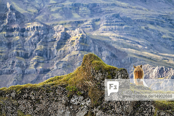 Braunes Islandpferd in der zerklüfteten Landschaft von Island; Island