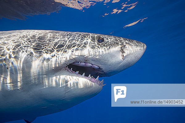 Dieser Weiße Hai (Carcharodon carcharias) wurde vor Guadalupe Island fotografiert; Guadalupe Island  Mexiko