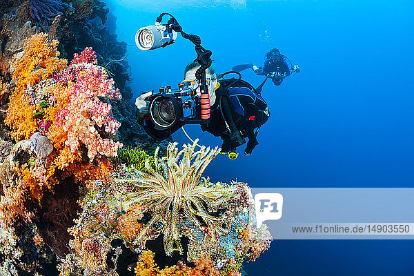 A photographer lines up with a SLR in a housing with a macro lens to shoot soft coral detail; Indonesia