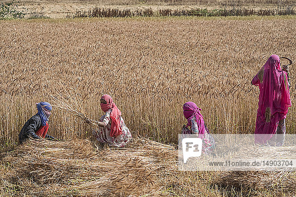 Woman harvesting wheat in the northern region of Jowai; Jowai  Meghalaya  India