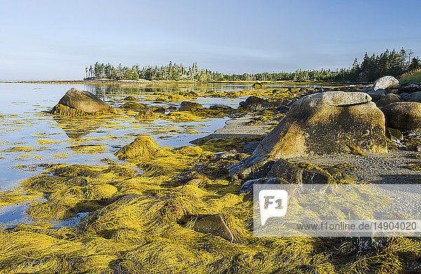 Steinkraut an der Atlantikküste bei Ebbe  Bay of Fundy; Blanche  Nova Scotia  Kanada