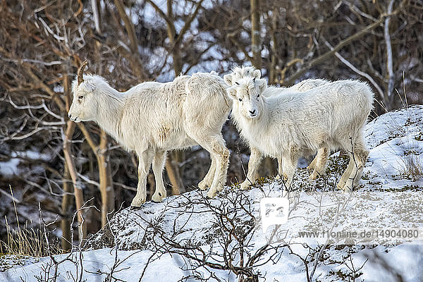Dallschaf (Ovis dalli)  Mutterschaf und Lämmer in der Gegend von Windy Point außerhalb von Anchorage in der Nähe von MP 107 des Seward Highway  einem häufigen Ort  an dem man Schafe entlang des Highways sehen kann; Alaska  Vereinigte Staaten von Amerika