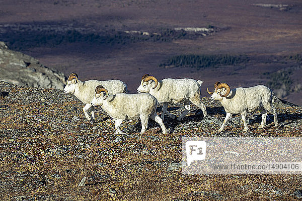 Dall Sheep rams (Ovis dalli) walking along a ridge in the high country in Denali National Park and Preserve in Interior Alaska in autumn. Rams often travel in groups during this pre-rut time of year; Alaska  United States of America