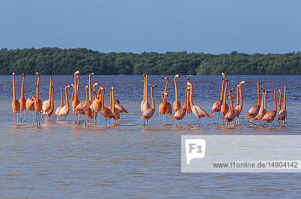 Amerikanische Flamingos (Phoenicopterus ruber) im Wasser stehend  Biosphärenreservat Celestun; Celestun  Yucatan  Mexiko