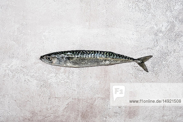 Hochwinkel-Nahaufnahme eines frischen Makrelenfisches.